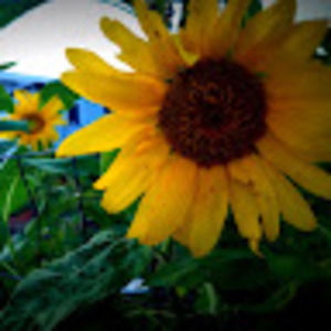 Meet your Posher, Robin